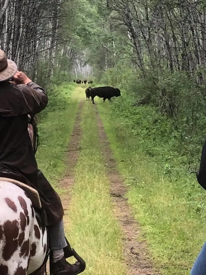 Bison on the trail