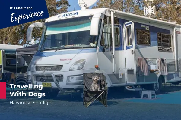 Travelling With Dogs - Havanese Spotlight
