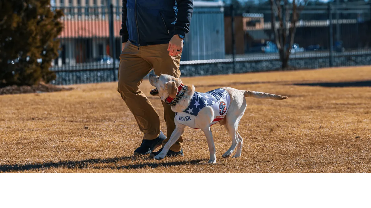 5 Signs Your Dog Is Ready for Advanced Obedience Training