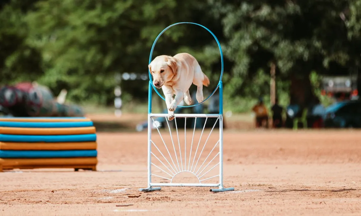 Achieving Off-Leash Reliability: Advanced Obedience Training 