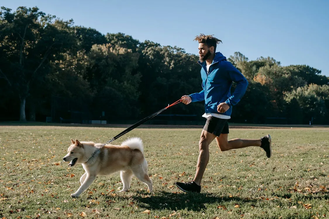 Introduction to Sport Dog Training: Is Your Dog Ready? 