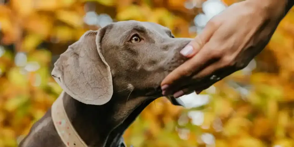 Why Is My Dog Not Listening? Common Training Mistakes