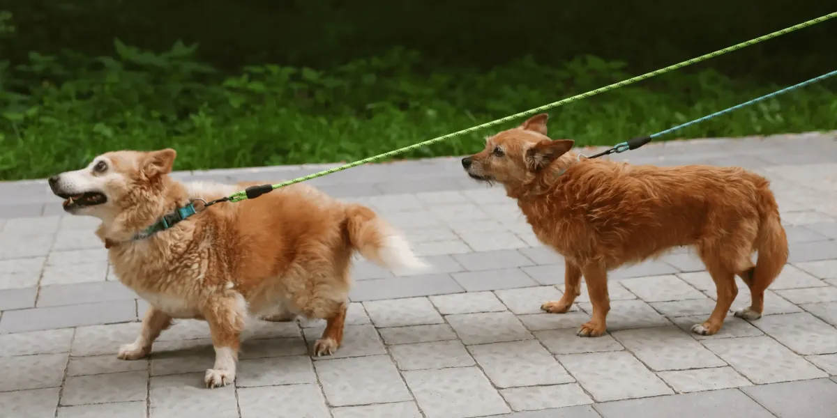 Aggressive Dog Behavior: When to Call a Professional Trainer