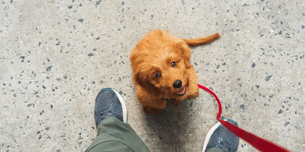 When Should Puppy Training Start? A Week-by-Week Guide