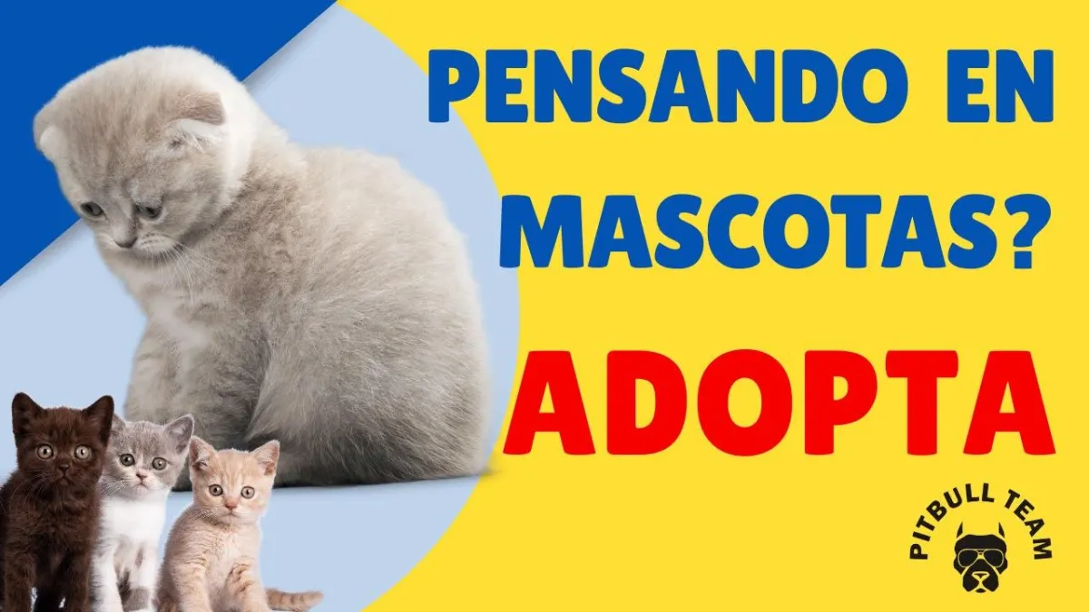 ❤️ Transforma Tu Vida y la de un Peludo con un Solo Acto: ¡Adopción! - Descubre Cómo 🐕🦺