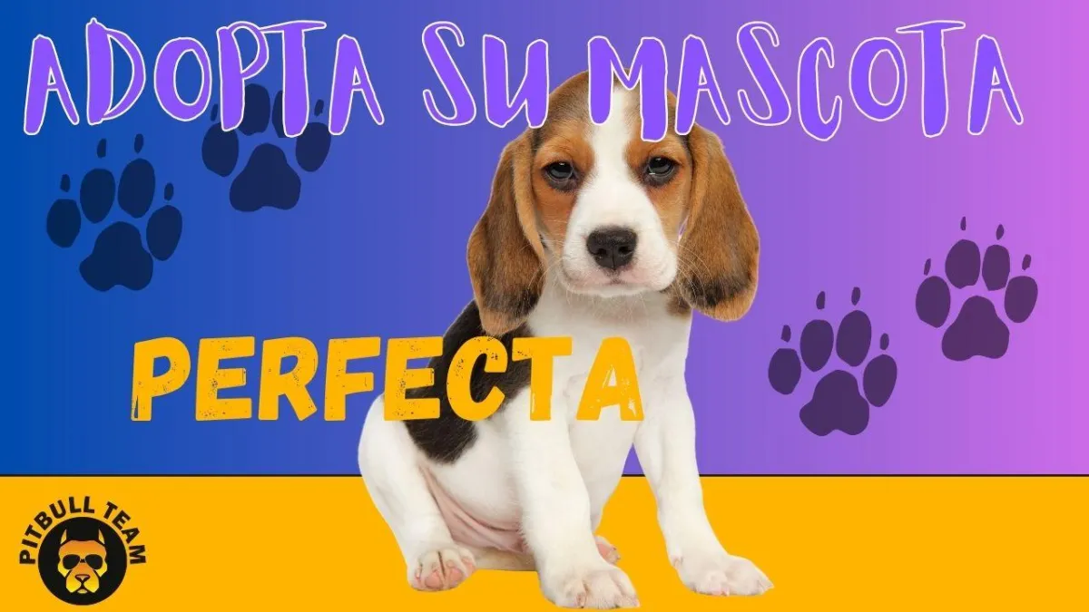 Encuentra amor: adopta tu amigo peludo
