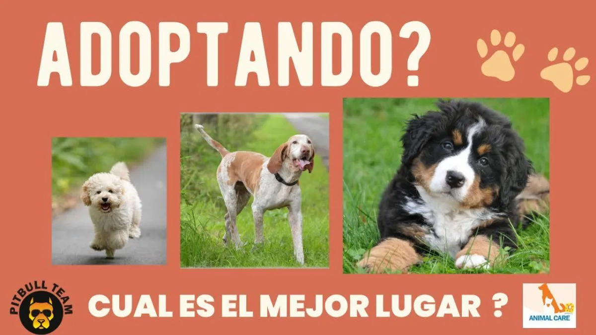 Adopta, No Compres: ¡Salva una Vida!" 🐾💖