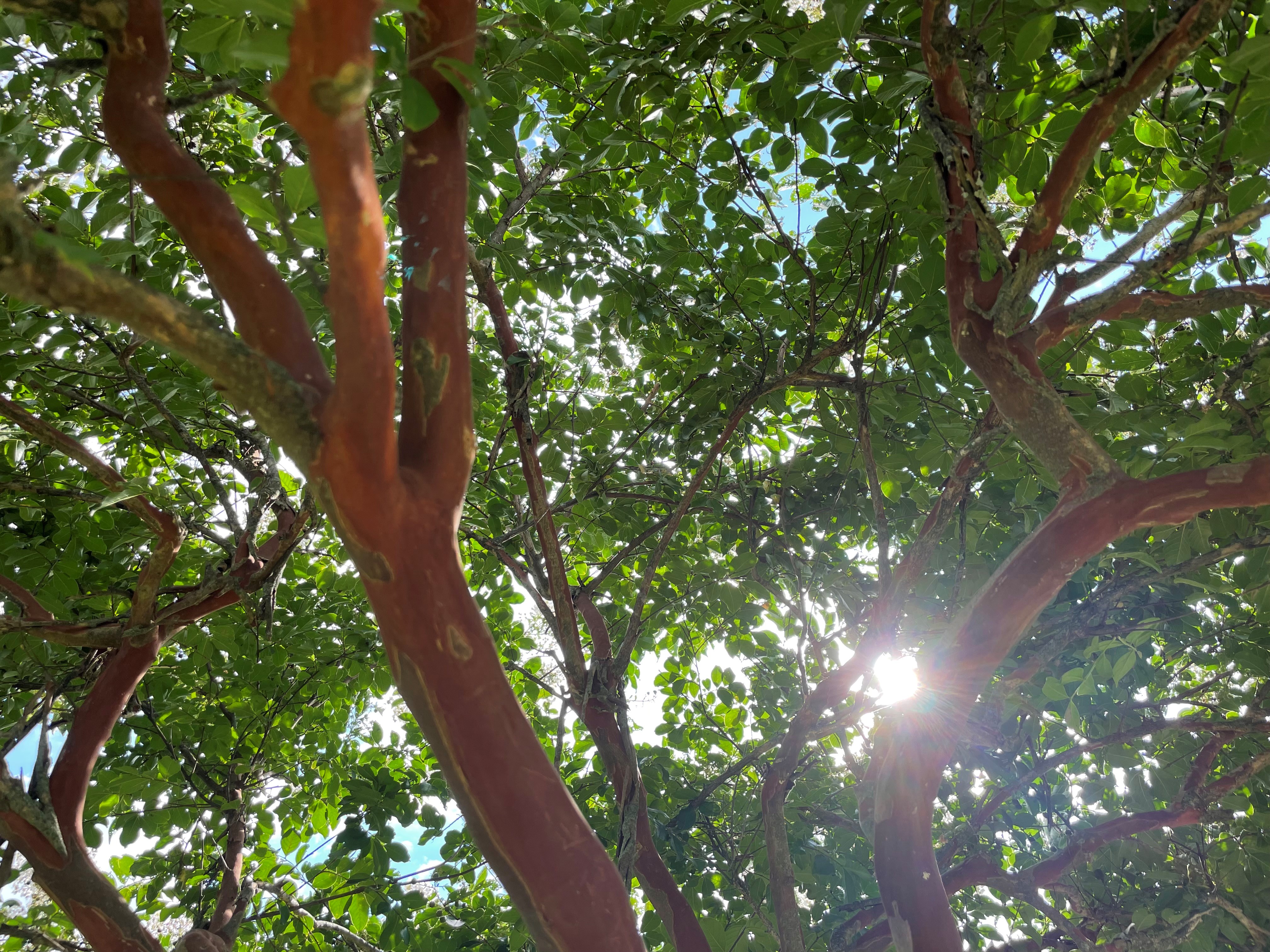 Sunlight filtering through the branches of a crepe myrtle tree, symbolizing listening to the body and gentle awareness around food sensitivities