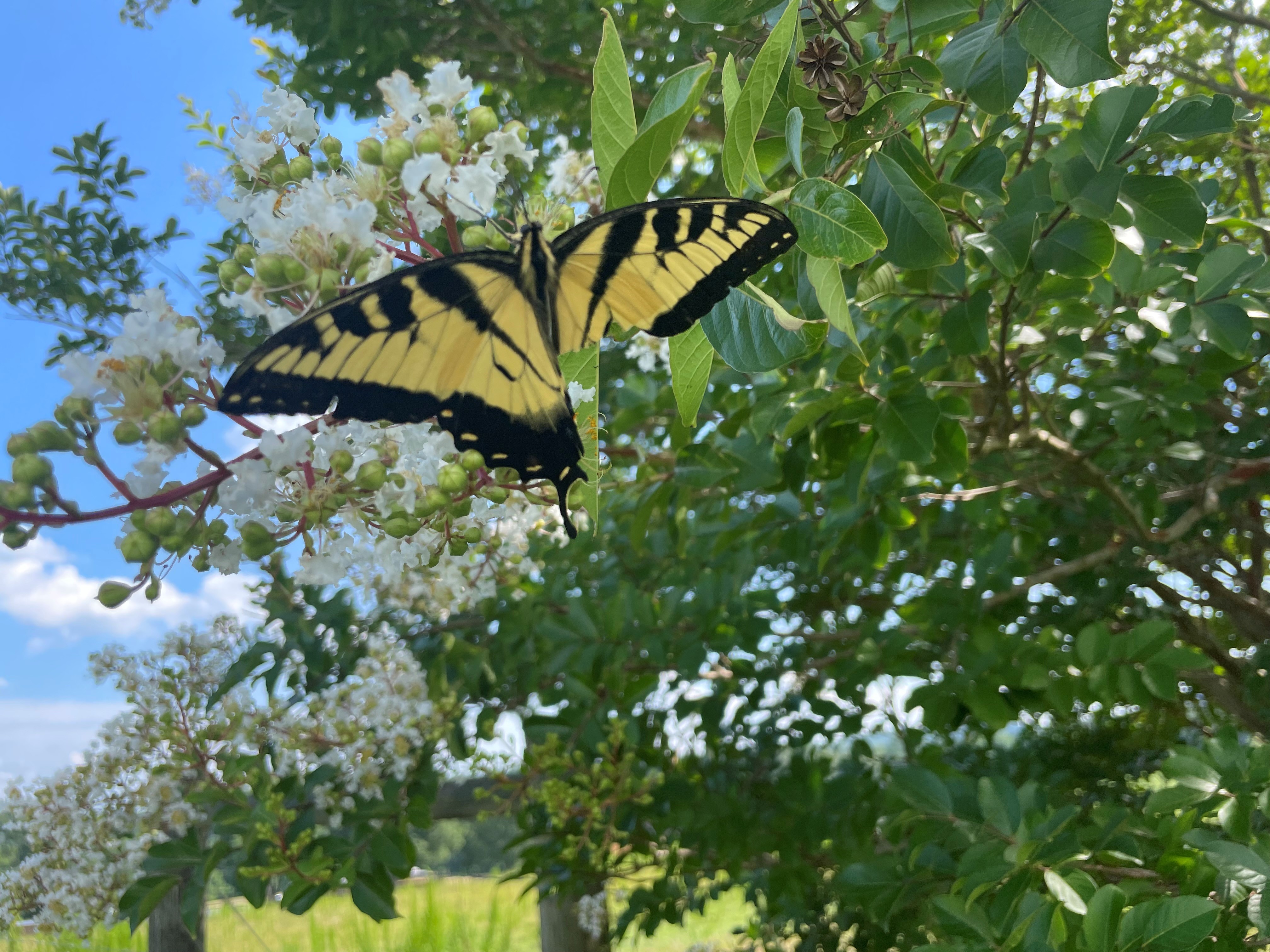 Yellow and black butterfly with a damaged wing flying among white blossoms and green leaves in natural sunlight