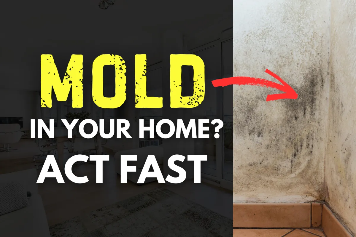 What to Do If You Suspect Mold in Your Home