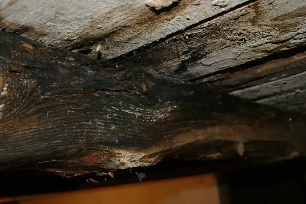 Mold in Crawl Space: A Complete Guide to Spotting, Fixing & Preventing Growth