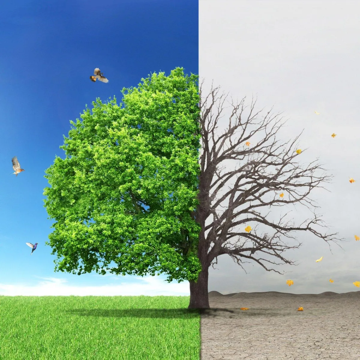 The image is split into two contrasting halves. The left side shows a vibrant, green landscape with a lush tree under a clear blue sky. Birds are flying around, emphasizing the liveliness. The right side depicts a barren, dry environment with a leafless, dead tree against a grey, overcast sky. The ground appears cracked and parched, and a few autumn leaves are being blown away, highlighting the stark difference between the two sides.