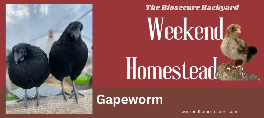 banner picture for gapeworm article