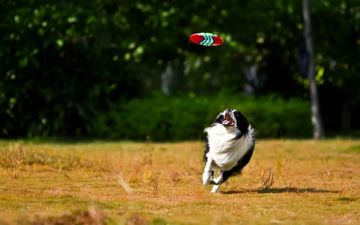 Unleash the Fun at Dog Wood Park of Jacksonville