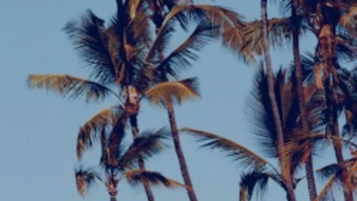 palm trees