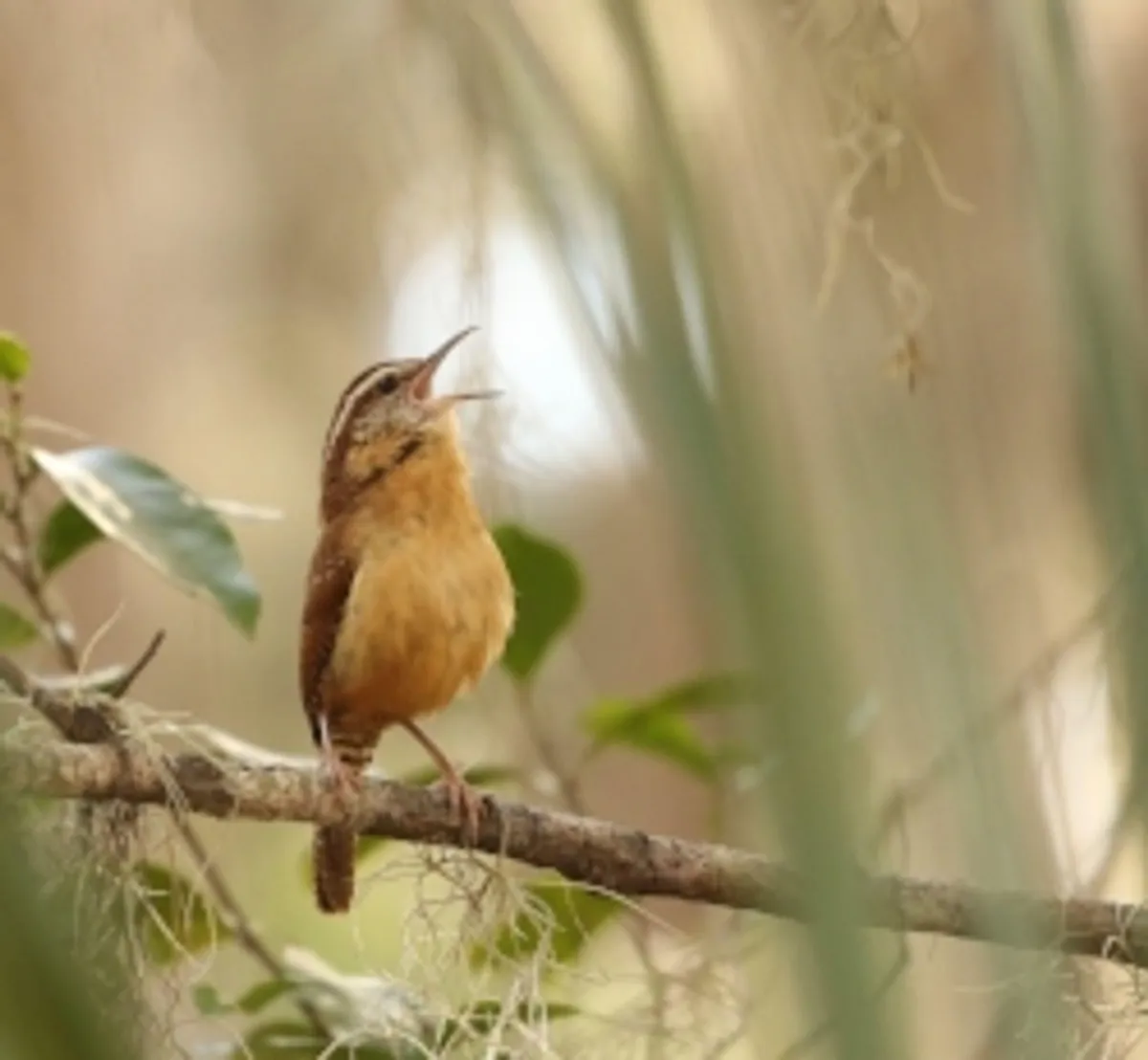 bird chirping