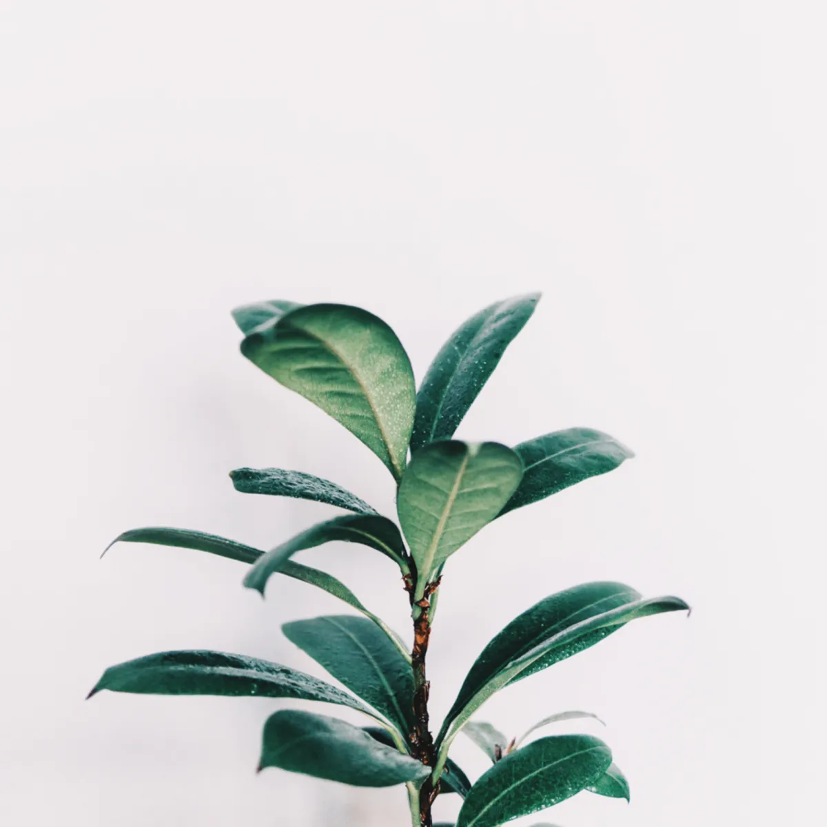 Rubber plant in front of a white background