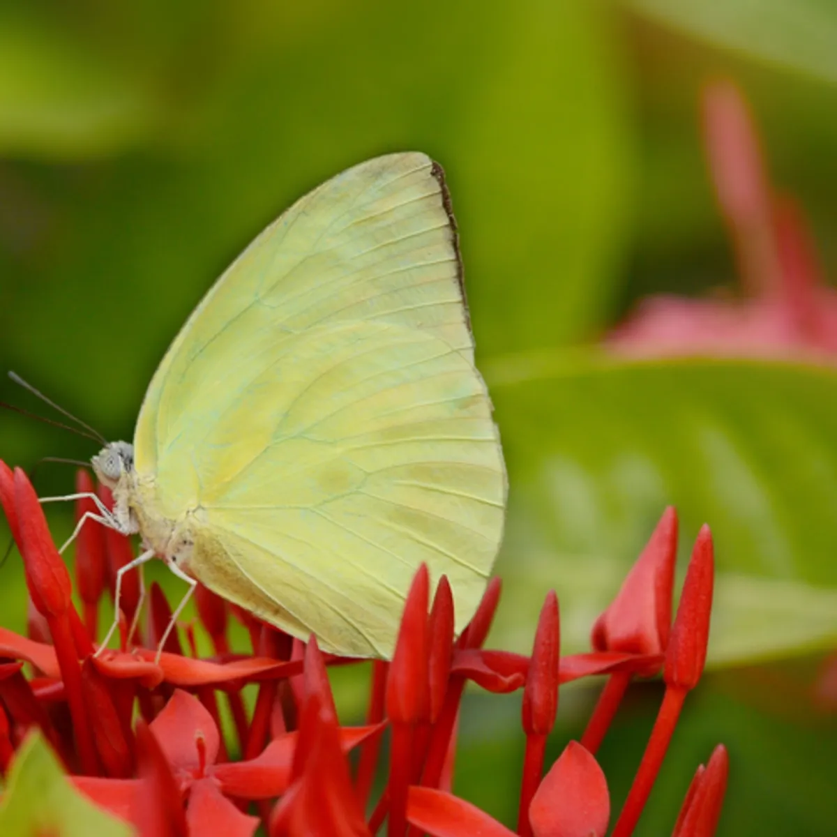 White butterfly sitting on a red flower with green leaves in the background