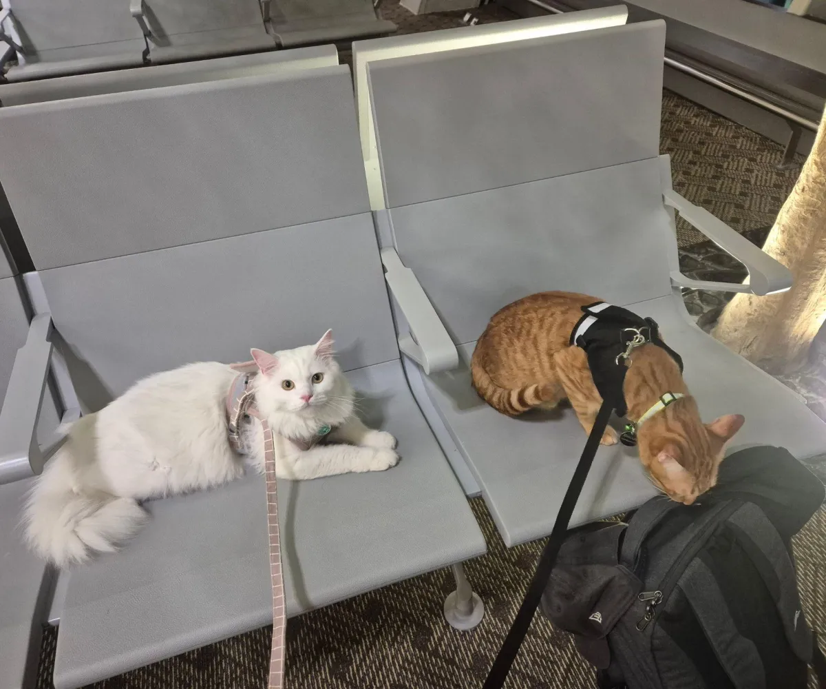 How Our Cats Moved From Thailand to France (Flying In Cabin)