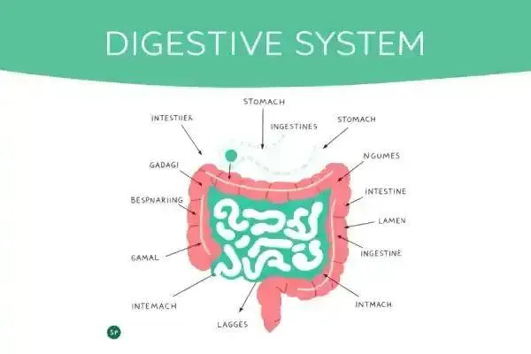 A diagram of the bowel