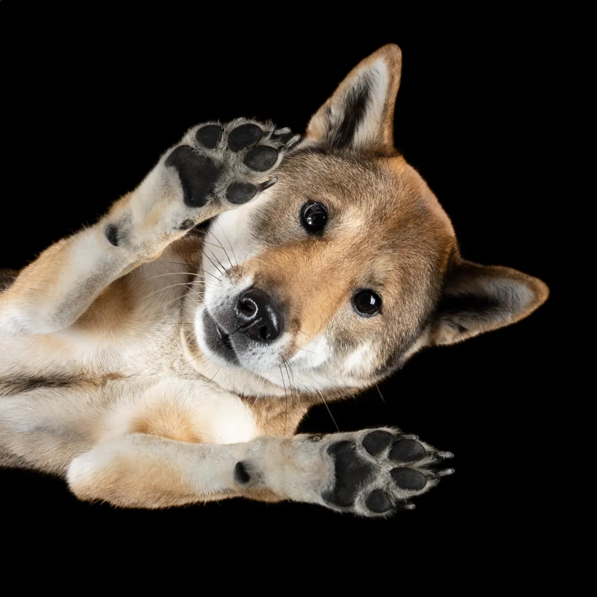 PETSPECTIVE - Hunde von Unten