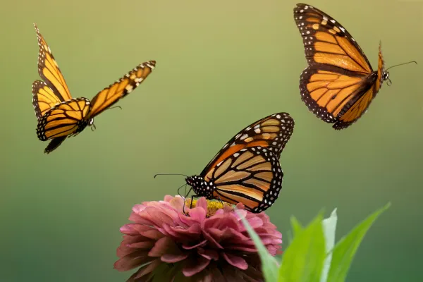 Self Liberation – Rewiring Mind, Body and Soul