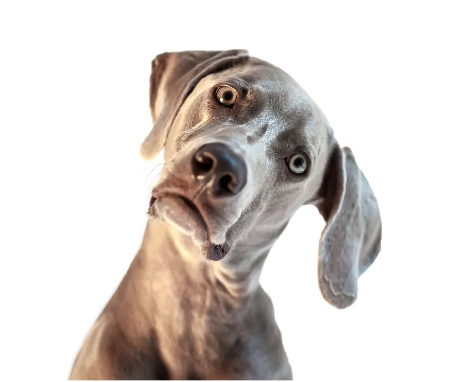 Confused Dog image