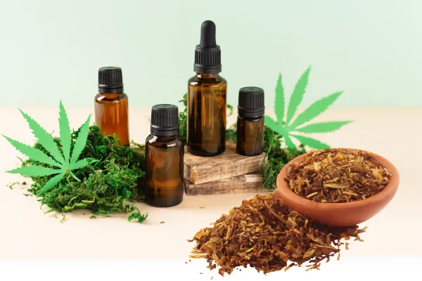Tobacco pouring out of a bowl with CBD leaves and CBD oil on a rock surrounded by green leaves.