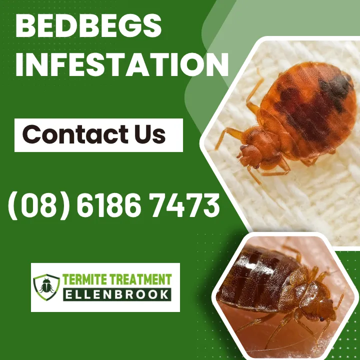 bedbug-style-faq-guide