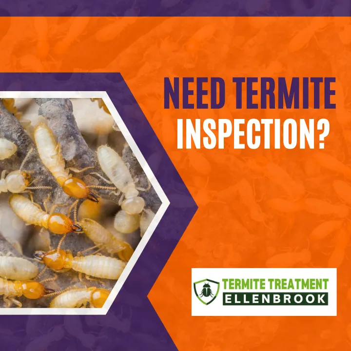 what-to-know-about-termite-inspections