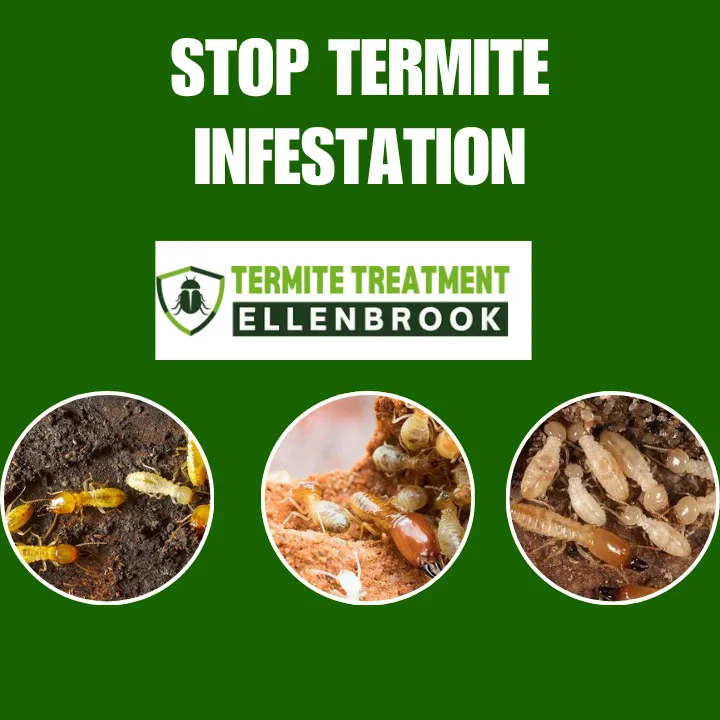 my-neighbor-has-termites-does-that-mean-i-have-termites-too-perth