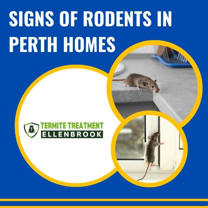 Identify signs of rodents in your Perth home before the problem gets worse.