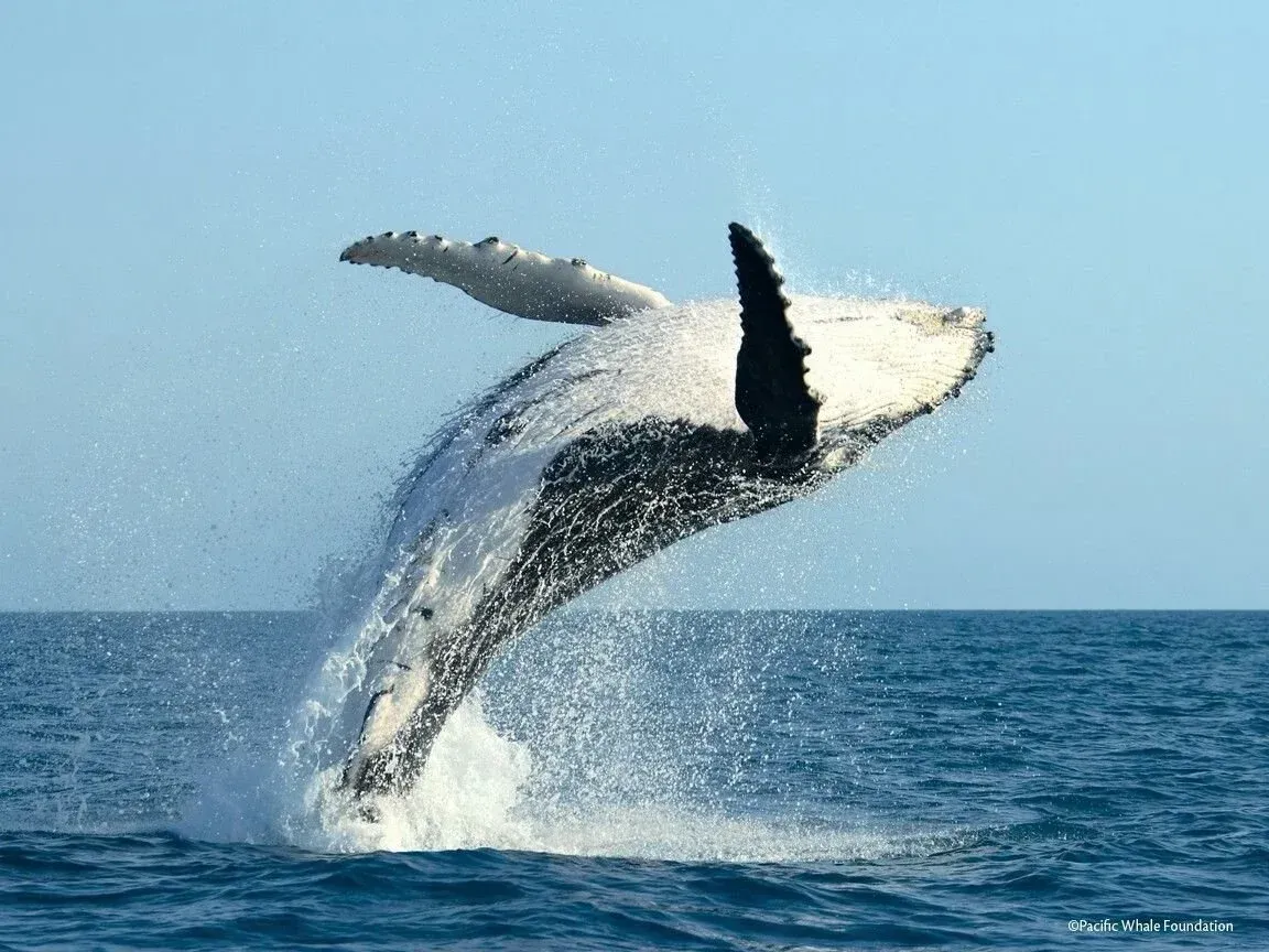 Remembering the Matriarch: What Whale Wisdom Teaches Us About Feminine Leadership