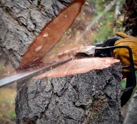 "Tree removal using proper equipment"