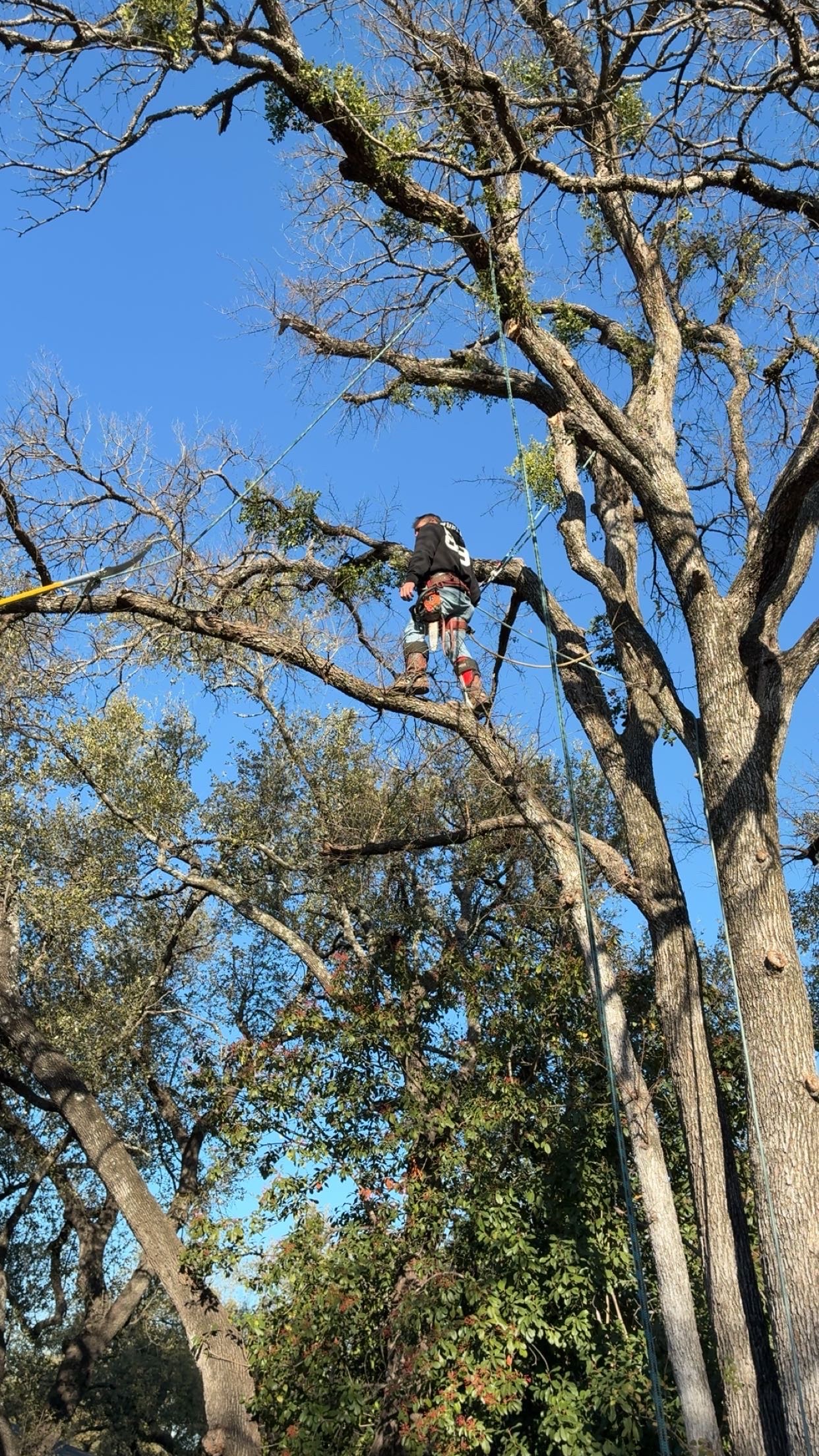 "Professional tree remover high in tree"