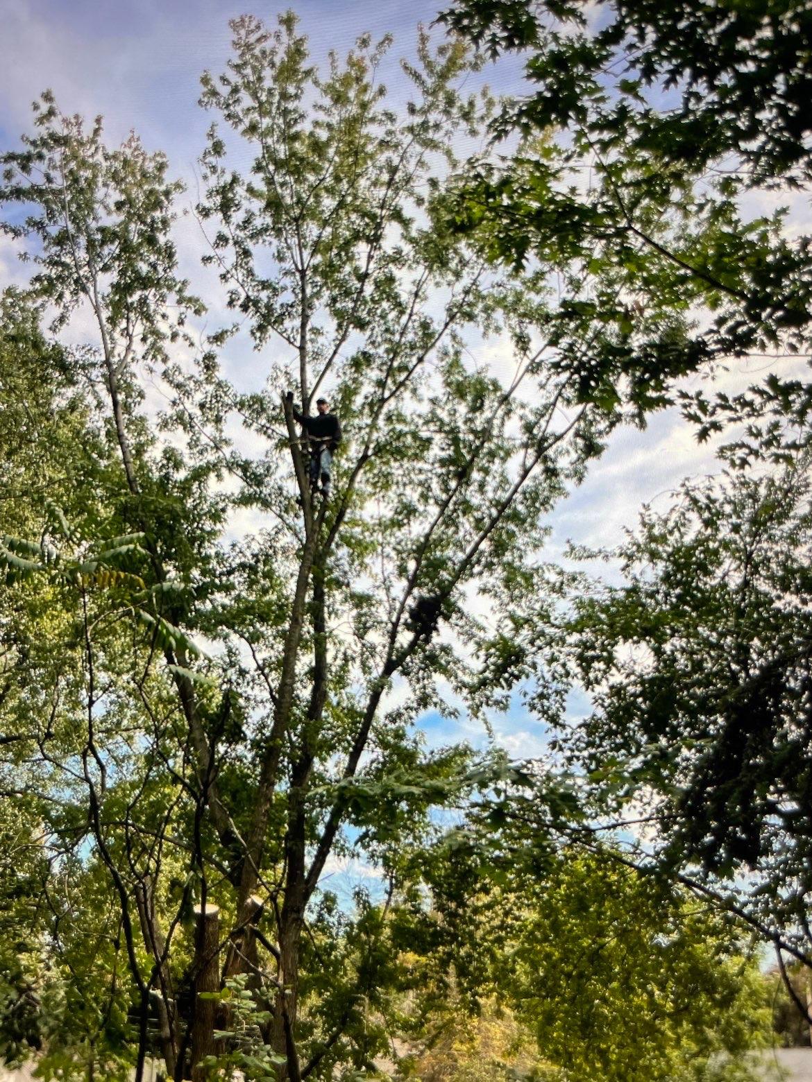 "Professional tree care worker high in tree performing tree pruning"
