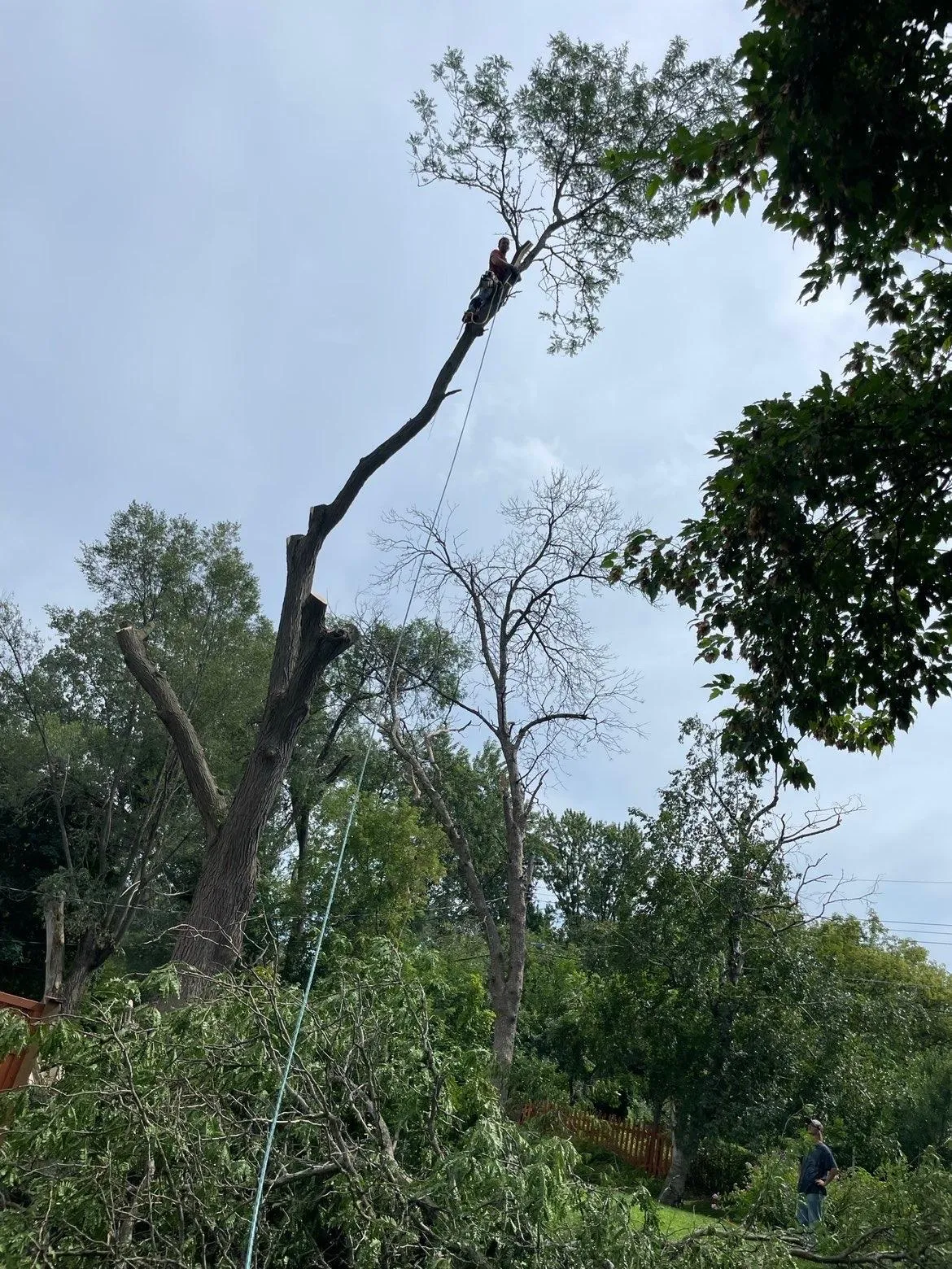 "Tree removal using safety equipment"