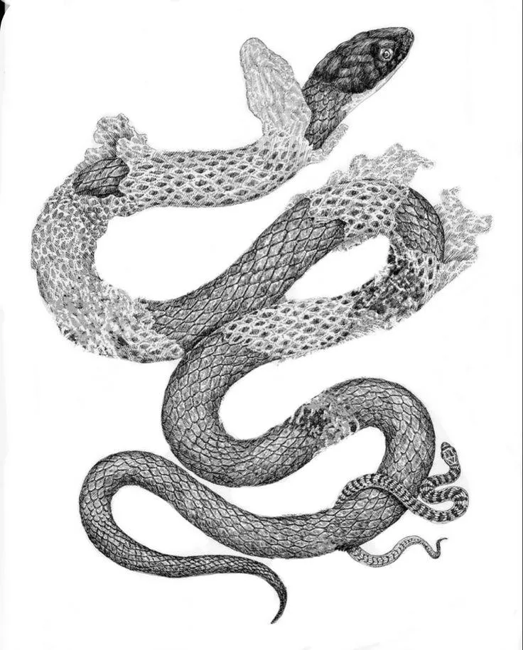 Snake Shedding
