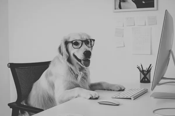 The Real Cost of a Poorly Trained Dog