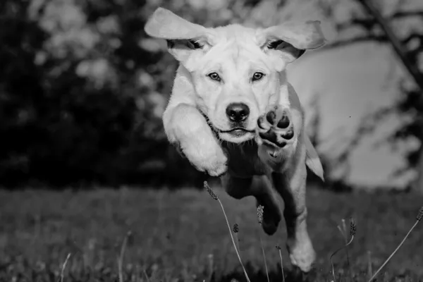 Before You Get a Puppy in Hillsborough NC, Read This