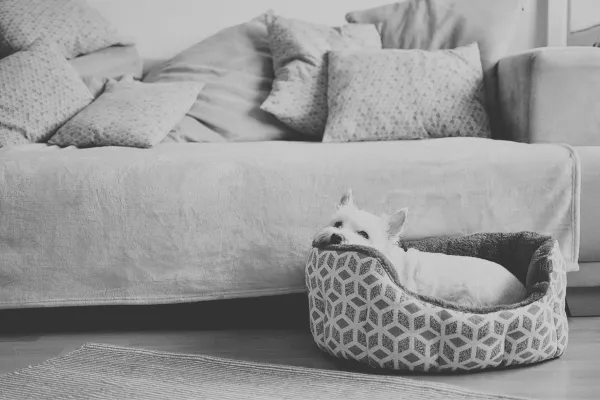 Why Teaching Your Dog to Settle Might Be the Most Important Skill You’ll Ever Install