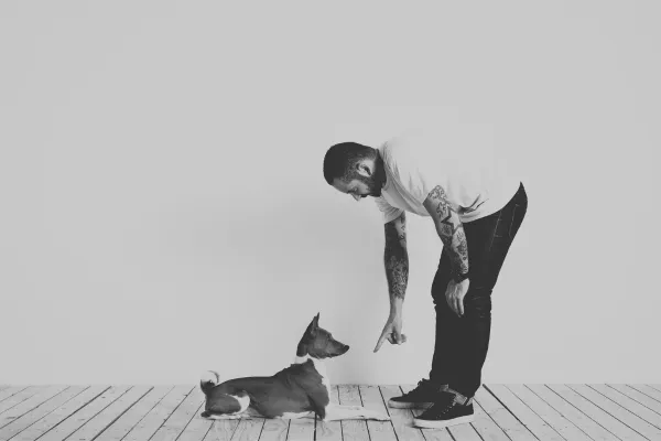 Board & Train vs. Private Training: What High-Functioning Households Actually Need