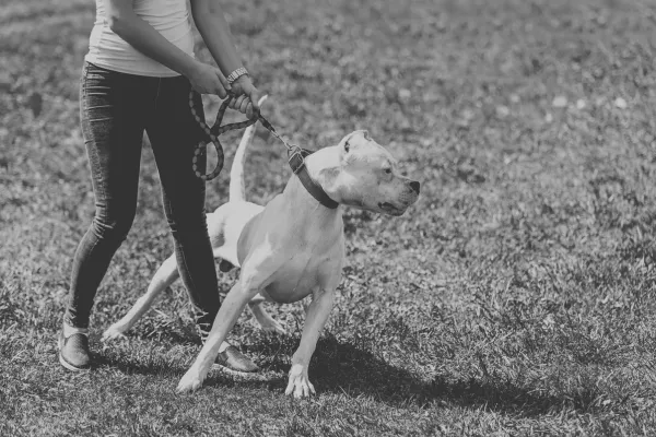 If You’re Googling “Reactive Dog Training Near Me,” Read This First