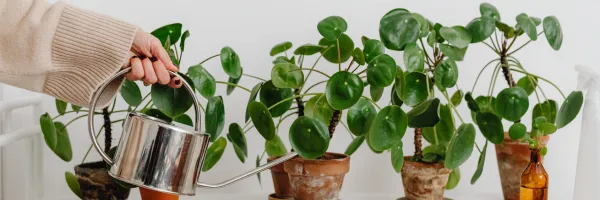 Four money plants in a row being watered with a small silver watering can.