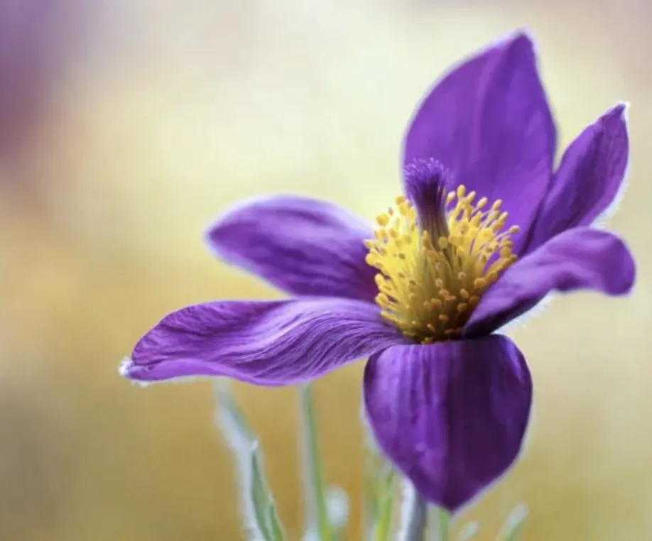 Pulsatilla in Postpartum
