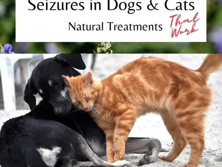Natural Seizure Solutions for Dogs & Cats