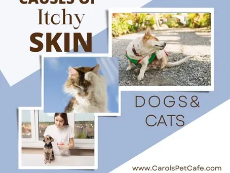 Itchy Skin Solutions for Dogs & Cats