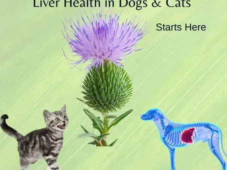 A Natural Solution for Toxin Removal and Liver Support for Dogs & Cats