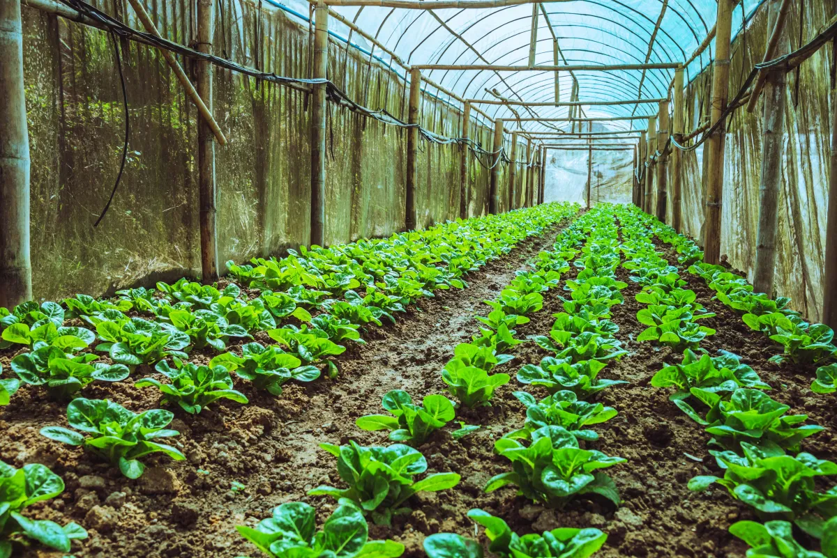 Vegetable plot in your garden