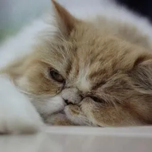 Your Prospects Are Like Cats…Business Coaching Systems for Marketing